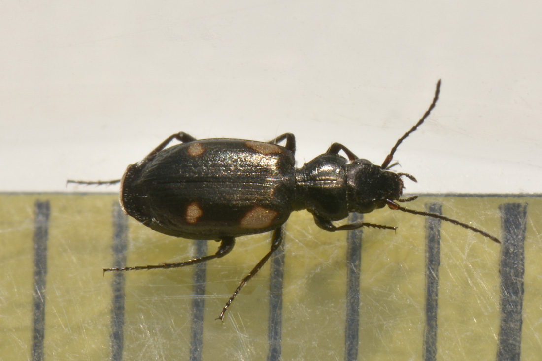 Carabidae: Lionychus quadrillum